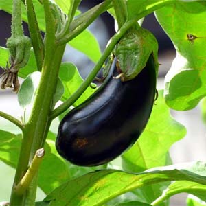 Aubergine