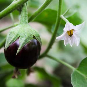 Aubergine