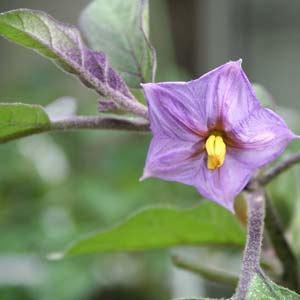 Aubergine