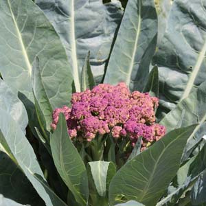 Blumenkohl