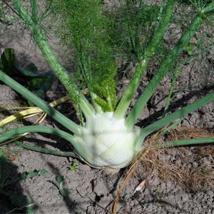 Fenchel