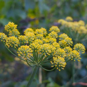 Fenchel
