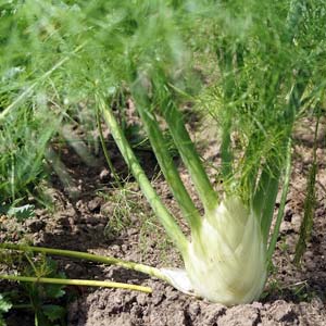 Fenchel
