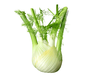 Fenchel