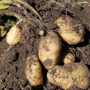 Kartoffeln