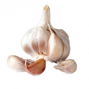 Knoblauch