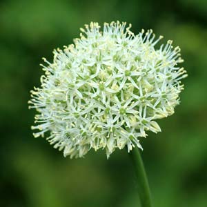 Knoblauch