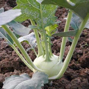 Kohlrabi