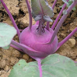 Kohlrabi