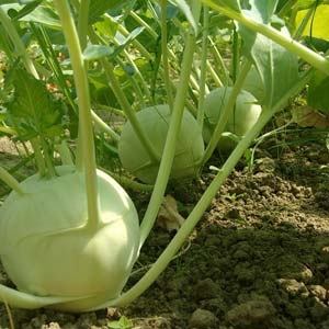 Kohlrabi