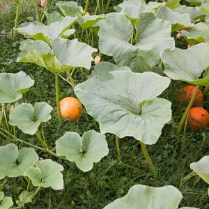 Kürbis