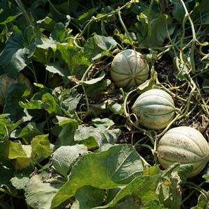 Melone