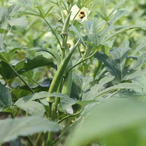 Okra
