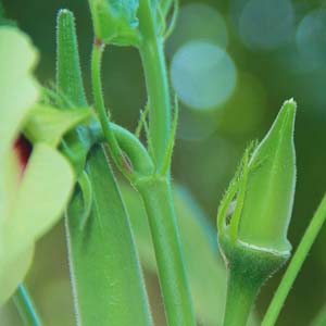 Okra