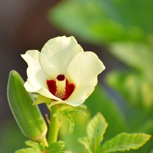 Okra