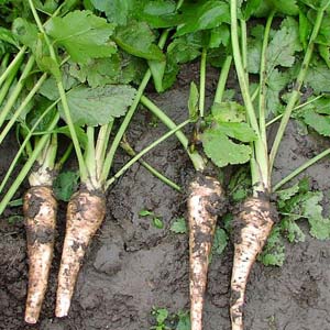 Pastinake