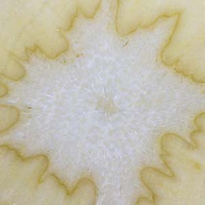 Pastinake