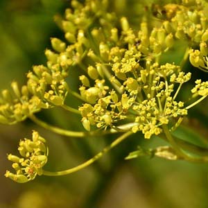 Pastinake
