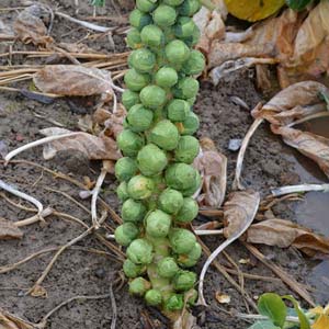 Rosenkohl