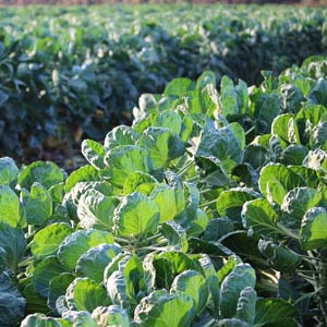 Rosenkohl