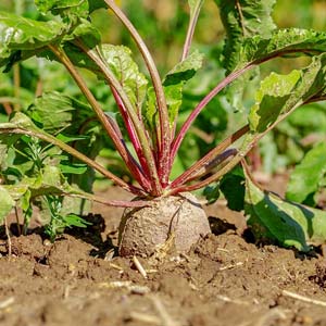 Rote Bete