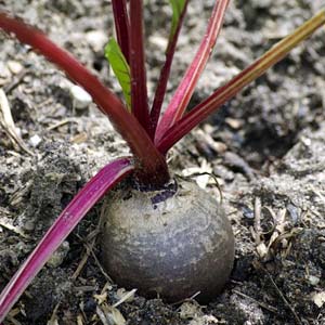 Rote Bete