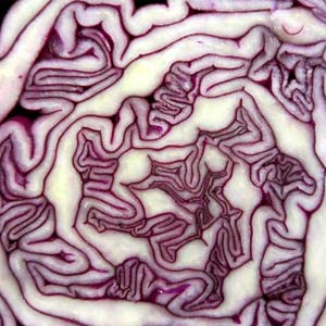 Rotkohl