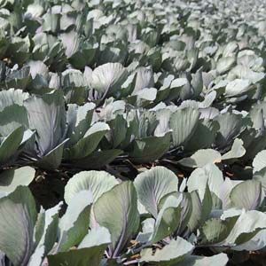 Rotkohl
