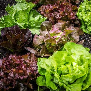 Salat