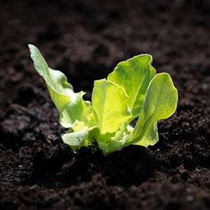 Salat