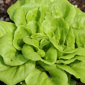 Salat