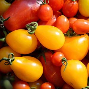 Tomaten