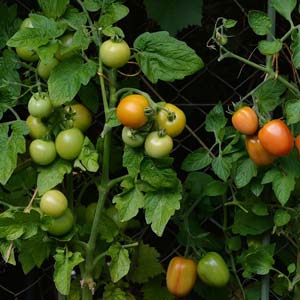 Tomaten