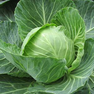 Weißkohl