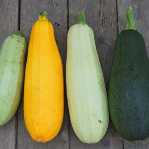 Zucchini