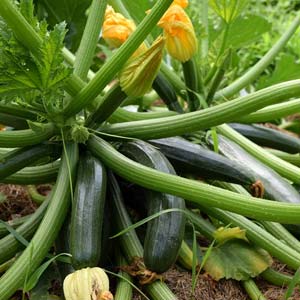 Zucchini