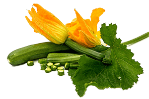 Zucchini